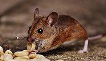 24 Hour & Emergency Exterminators in Edenburg, PA